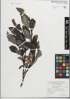 Foto von Salix glabra Scop.